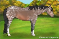 Horse Color:Bay Ice 