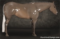 Horse Color:White Spotted Silver Buckskin 