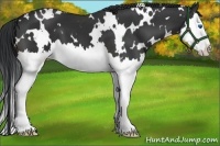 Horse Color:White Spotted Brown Splash