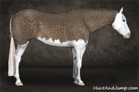 Horse Color:Chocolate Palomino Splash