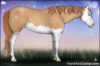 Horse Color:Gold Champagne Splash 
