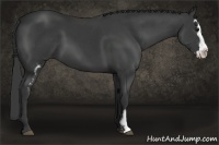 Horse Color:White Spotted Black Splash Frame 