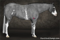 Horse Color:White Spotted Blue Roan Splash Frame
