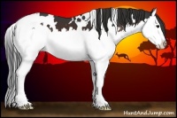 Horse Color:White Spotted Brown Splash 