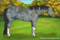 Horse Color:Black Ice 