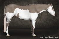 Horse Color:Silver Grullo Splash Frame