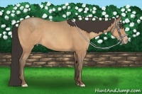 Horse Color:Amber Champagne 