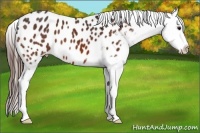 Horse Color:Bay Appaloosa