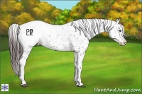 Horse Color:Brown Appaloosa