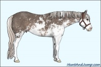 Horse Color:Silver Black Sabino