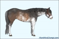 Horse Color:Buckskin Sabino 