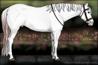 Horse Color:Brown Appaloosa