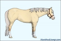 Horse Color:Silver Amber Champagne Dun Sabino Splash 