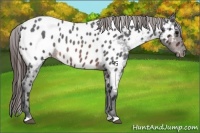Horse Color:Brown Roan Appaloosa