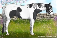Horse Color:Black Sabino Tobiano 
