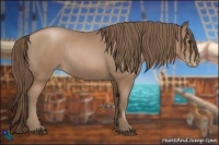 Horse Color:Black Pearl Rabicano 