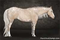 Horse Color:Silver Blue Ice Roan Pearl Sabino