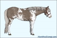 Horse Color:Silver Black Sabino 