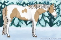 Horse Color:Palomino Splash Tobiano Rabicano