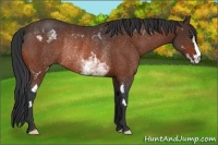 Horse Color:White Spotted Bay Frame Rabicano