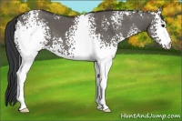 Horse Color:White Spotted Grullo