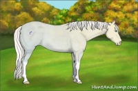 Horse Color:Cremello Ice 