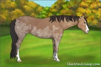 Horse Color:Bay Ice Sabino 