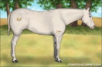 Horse Color:Perlino Frame