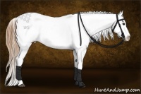 Horse Color:Buckskin Appaloosa