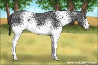 Horse Color:White Spotted Smoky Black Ice 