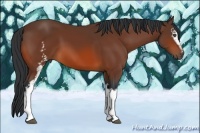 Horse Color:White Spotted Bay 