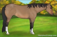 Horse Color:Bay Dun