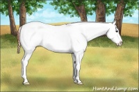Horse Color:Brown Dun Splash Appaloosa 