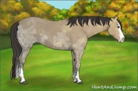 Horse Color:Buckskin Ice Sabino Splash 