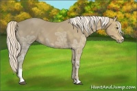 Horse Color:Palomino Ice Sabino 