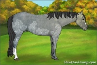 Horse Color:Blue Ice Roan 
