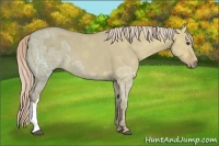 Horse Color:Palomino Ice Dun