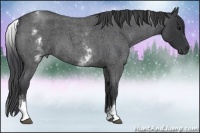 Horse Color:White Spotted Blue Roan Rabicano 