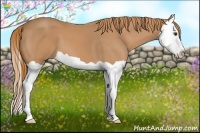 Horse Color:Chestnut Splash 