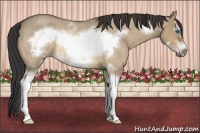 Horse Color:White Spotted Buckskin Roan Dun Splash Frame Rabicano 