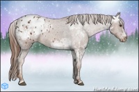 Horse Color:Chestnut Ice Appaloosa 
