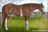 Horse Color:White Spotted Chestnut 