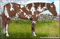 Horse Color:White Spotted Chestnut 