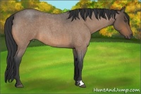 Horse Color:Buckskin Roan 