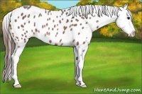 Horse Color:Bay Roan Appaloosa 