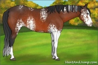 Horse Color:White Spotted Bay Splash Rabicano