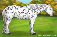 Horse Color:Brown Appaloosa 