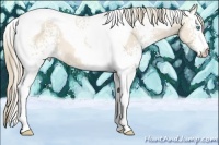 Horse Color:White Spotted Perlino Tobiano 