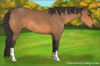 Horse Color:Buckskin 