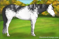 Horse Color:White Spotted Black Sabino Splash